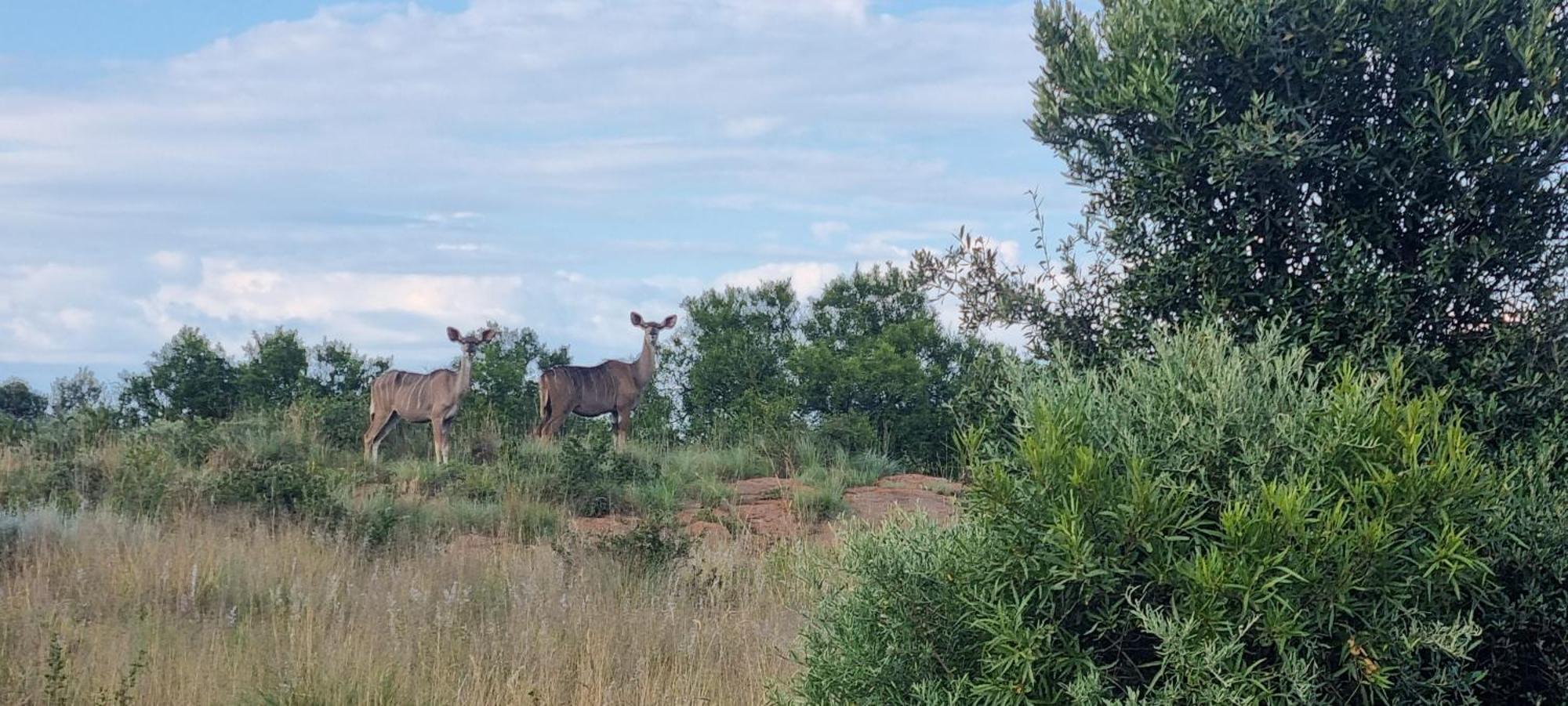 Вилла Kareekloof Game Farm Дерби Экстерьер фото